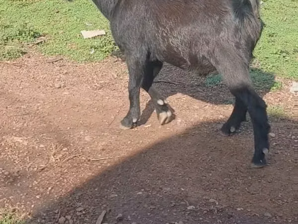 Mbuzi (kikundi, jinsia haijatajwa), Mbuzi