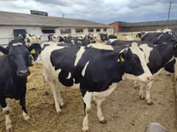 Ng'ombe jike, Banda la Holstein — picha 6