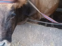 गाय, अलाताऊ नस्ल — फ़ोटो 1