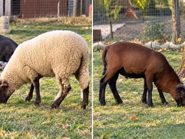 绵羊（批次，未指定性别）, White Suffolk sheep