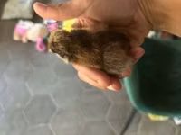 Ayam Cemani — Foto 7