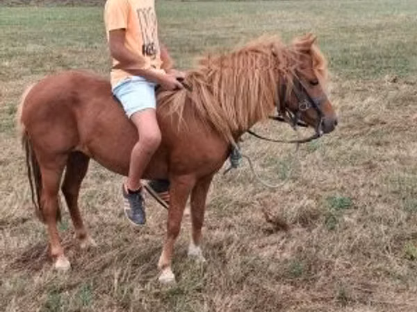 Mare, Horses