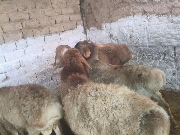 Dume la kondoo, Rhon sheep