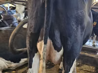 Kuh, Holstein-Rasse — Foto 7