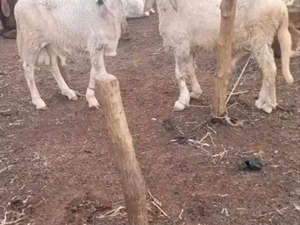 Kondoo jike, Kondoo