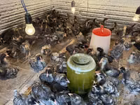 Chickens — फ़ोटो 5