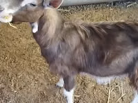 تيس, Toggenburg goat — الصورة 8