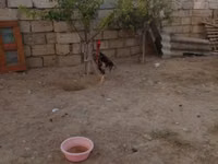 Chickens — photo 3
