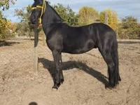 Caballo, Friesian — foto 2