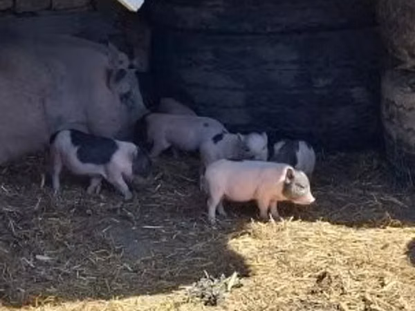 Pigs (batch, sex not specified), 