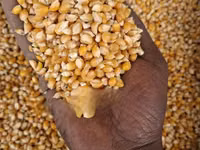 Mahindi Ya Njano Ya Bisi (Pop Corns) — Foto 1