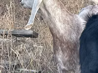 Ziege, Beetal goats — Foto 1