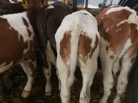 ثور, Simmental cattle — الصورة 4