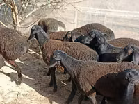 Ovejas (lote, sexo no especificado), Tajik sheep — foto 3