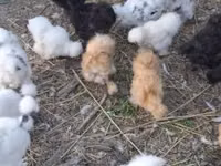 Danish hen — picha 4