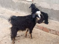 बकरियाँ (लॉट, लिंग निर्दिष्ट नहीं), Angora goats — फ़ोटो 1