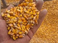 Porumb cu librare acasa 4,40 lei/kg — फ़ोटो 1