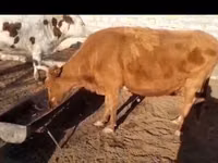 Ng'ombe jike, Latvian Blue cattle — picha 1