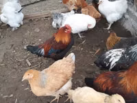 Chickens — Foto 3