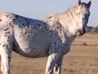 Caballo, Priob horse — foto 2