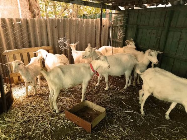 Mbuzi dume, Saanen goat
