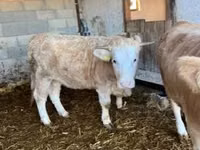 Ng'ombe jike, Charolais cattle — picha 2