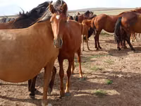 Caballo, Caballos — foto 1