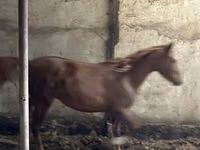 घोड़ा, Horse breed — फ़ोटो 3