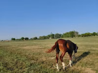 Hengst, Akhal-Teke — Foto 5