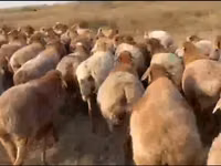 Kondoo (kikundi, jinsia haijatajwa), Arashan sheep — picha 1