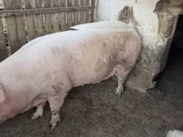 Sow, 