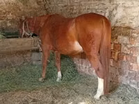 Caballo, Caballos — foto 5