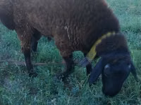 كبش, Qashqai sheep — الصورة 4