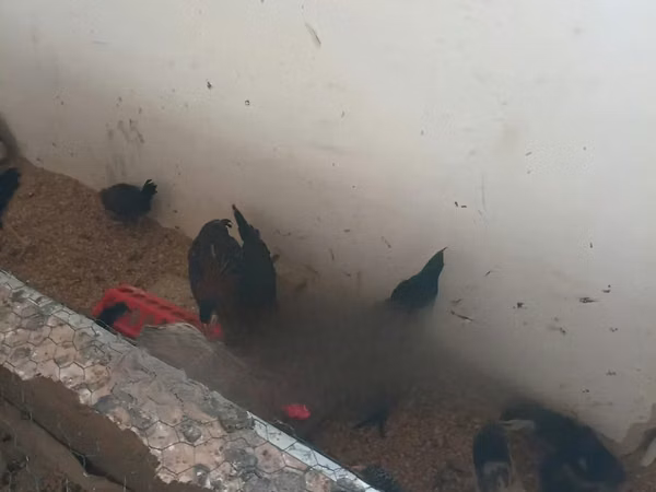 Ayam Cemani
