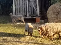母羊, Racka sheep — 照片 2