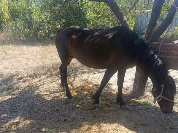 घोड़ी, Kyrgyz Horse