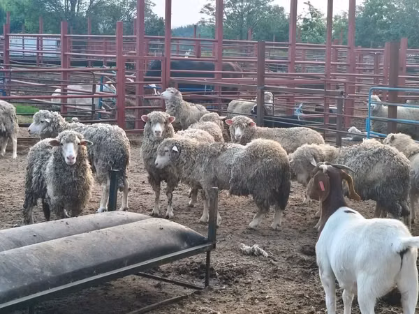 أغنام (دفعة، الجنس غير محدد), Merino sheep
