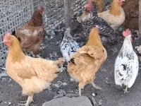 Chickens — 照片 4