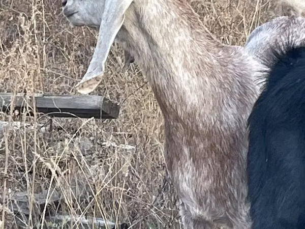 Ziege, Beetal goats