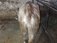 Cow, Cattle — photo 3