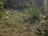 Geese — photo 2