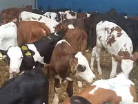 Bulle, Simmental cattle — Foto 1