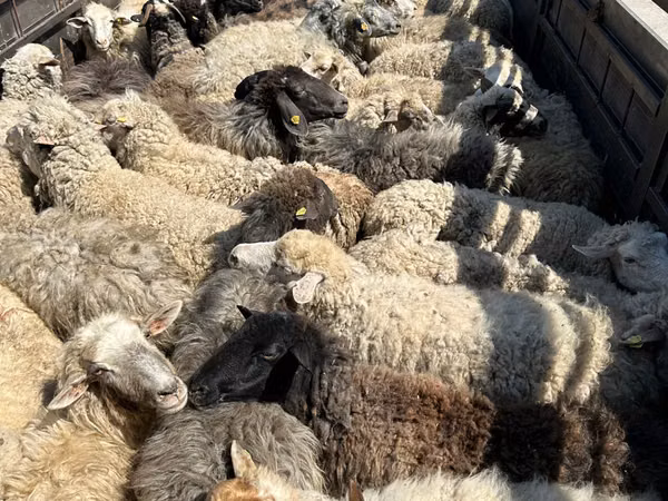 Ram, Sheep