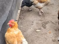 Australorp — Foto 2