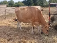 Cow, Jersey breed — photo 5