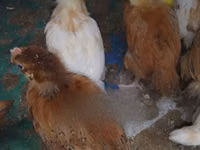 Chickens — picha 3