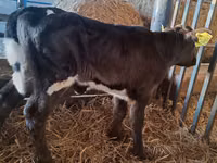 गाय, Russian Black pied cattle — फ़ोटो 1