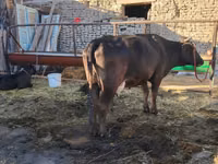 Kuh, Swedish red cattle — Foto 2