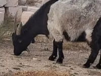Goat, Goats — photo 4