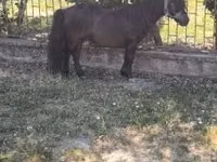 公马, Australian Pony — 照片 3